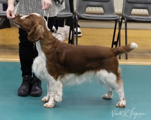  Limit Dog